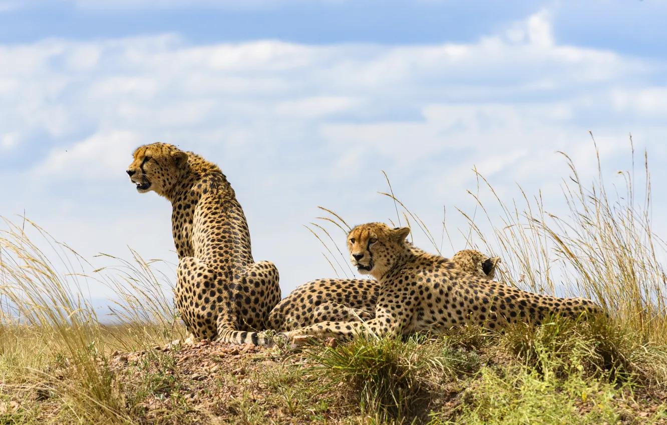 Photo wallpaper cat, stay, Cheetah