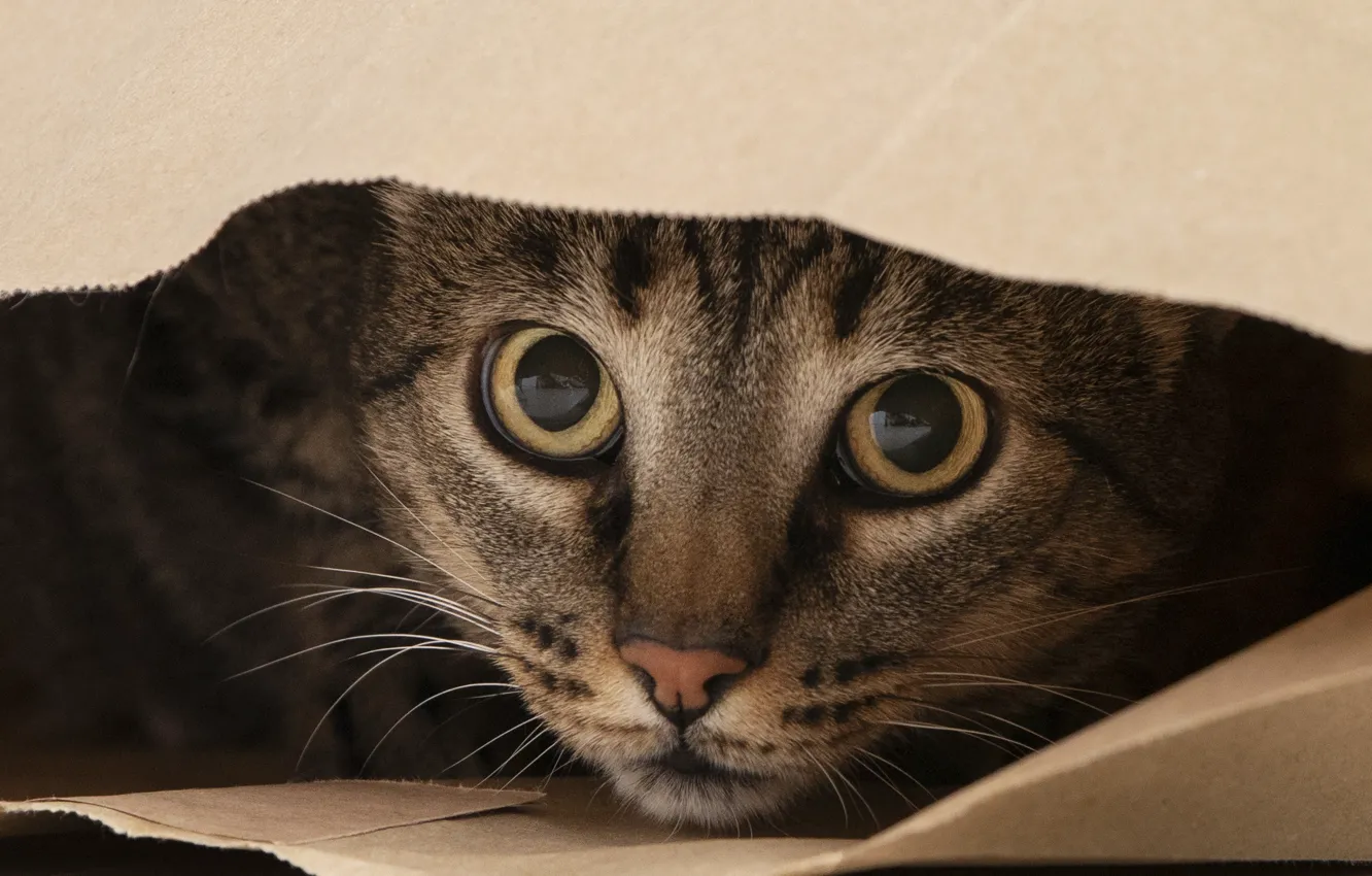 Photo wallpaper cat, cat, look, face, package, striped