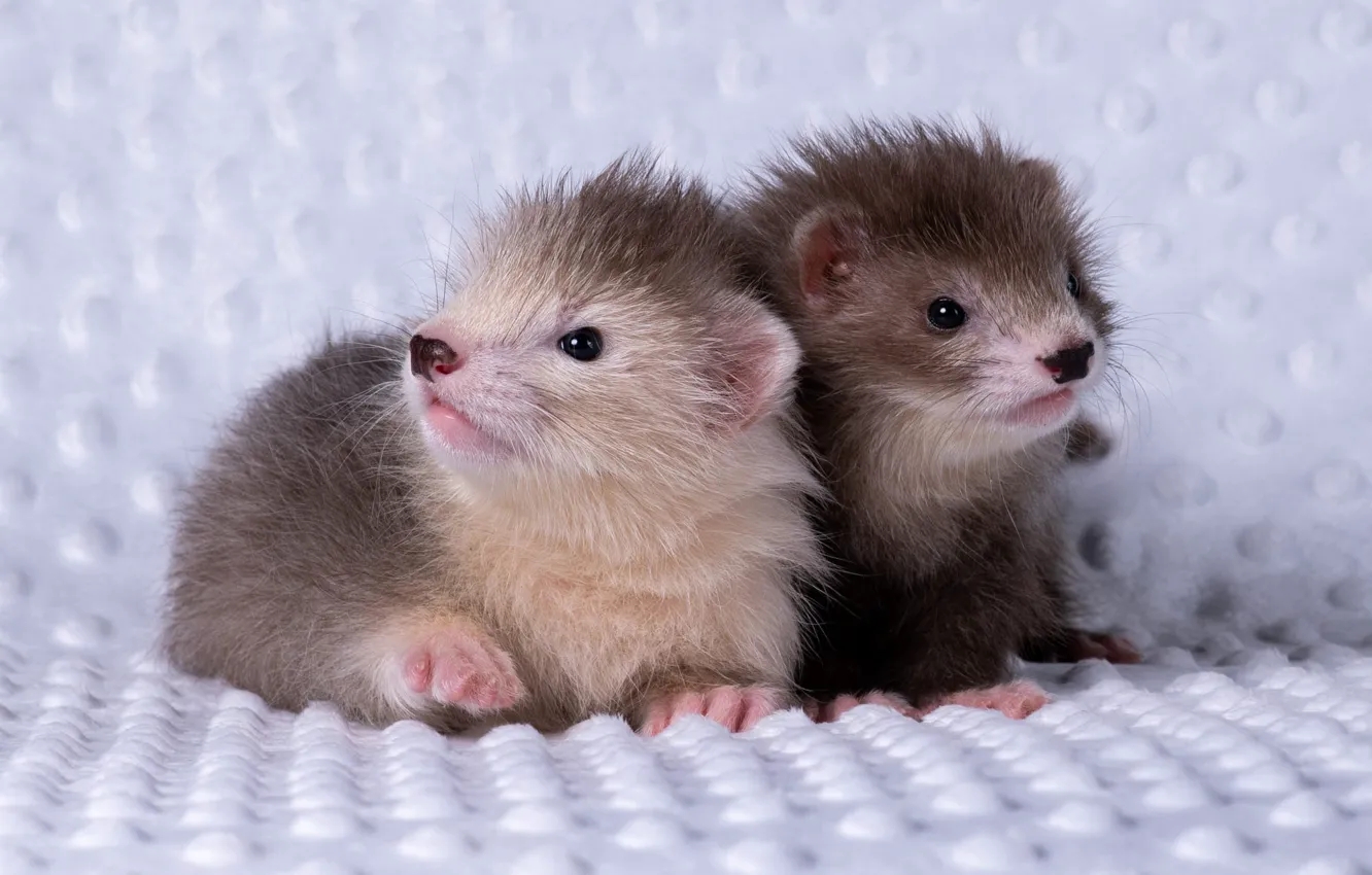 Photo wallpaper cub, ferret, marten
