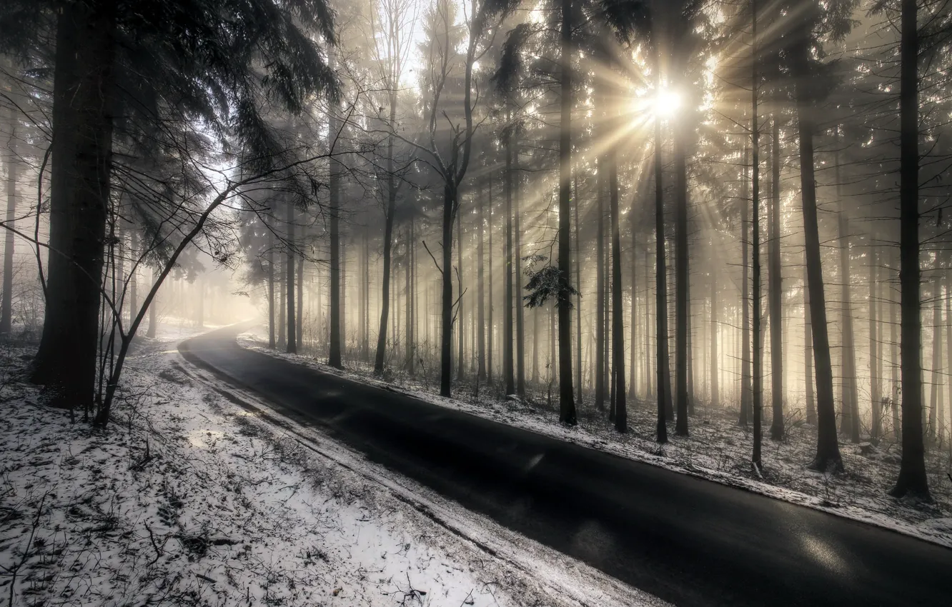 Photo wallpaper road, forest, morning