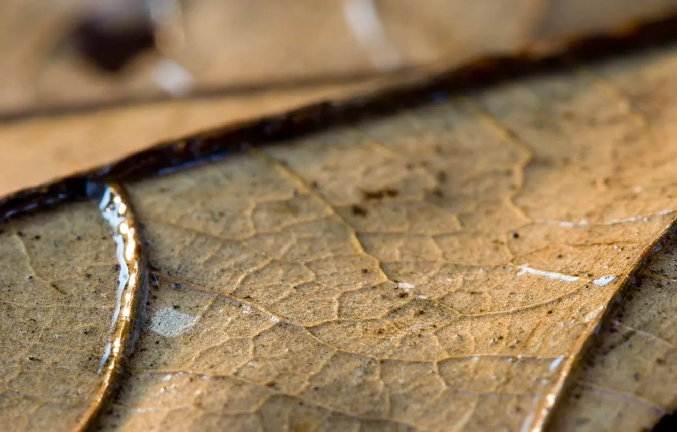Photo wallpaper leaves, macro, mesh, close