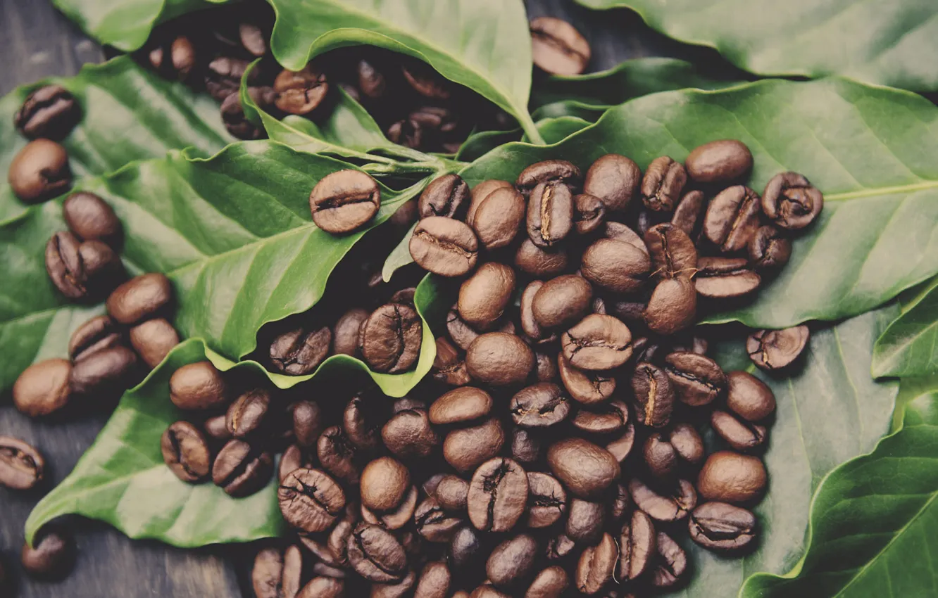 Photo wallpaper leaves, macro, coffee, placer, a lot, coffee beans