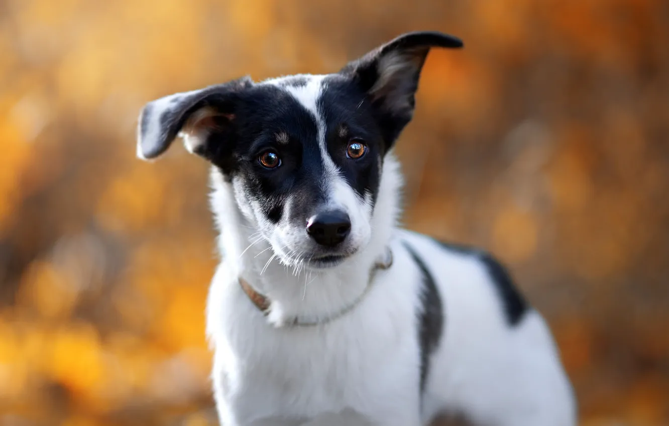 Photo wallpaper background, dog, face, doggie, Natalia Lays