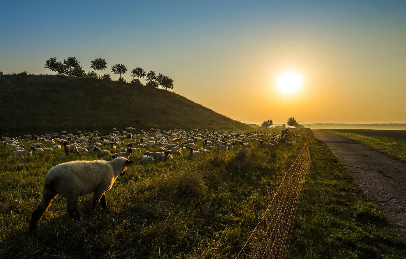 Photo wallpaper road, sunset, sheep, the herd