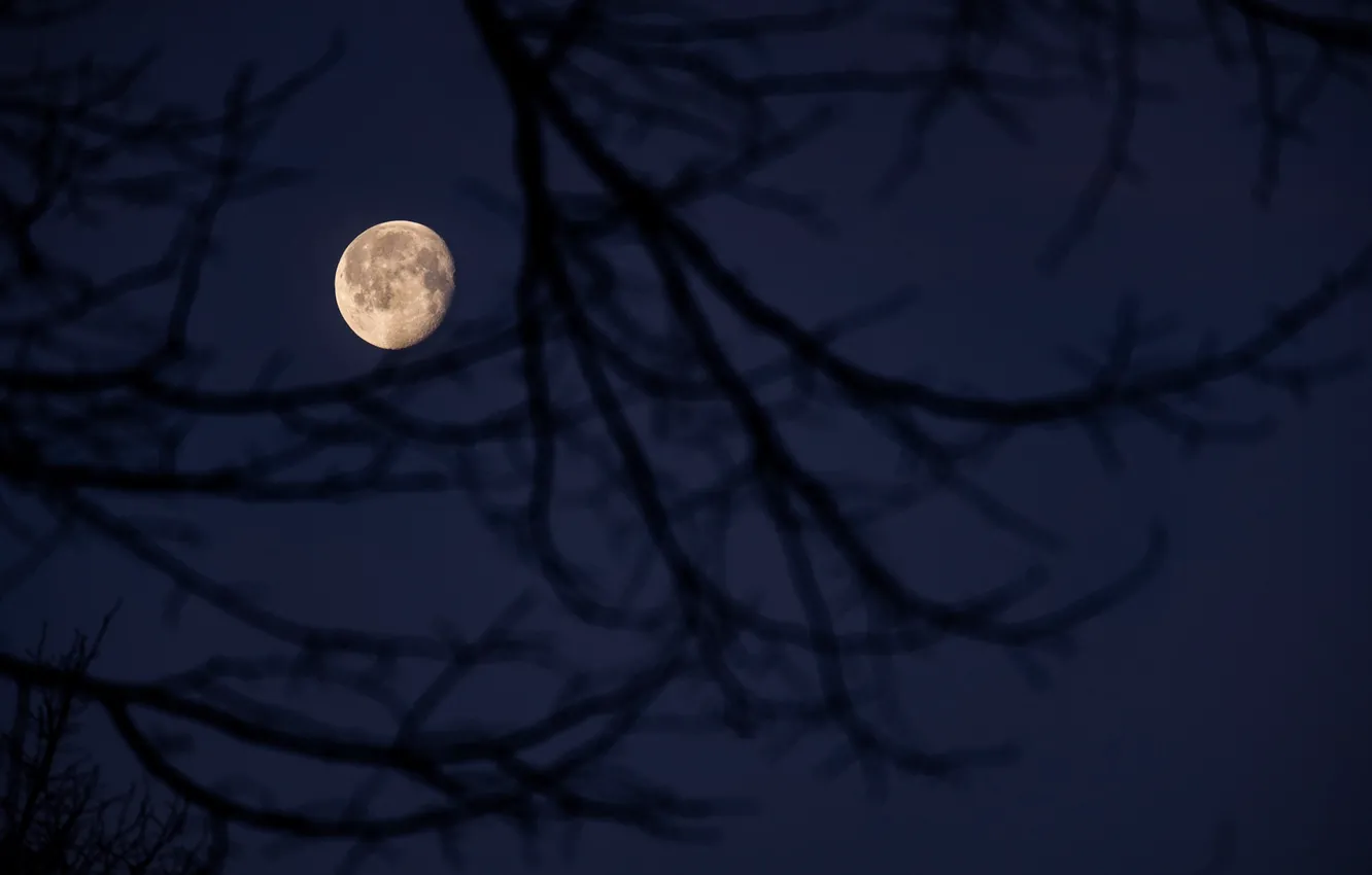 Photo wallpaper the sky, night, branches, nature, the moon