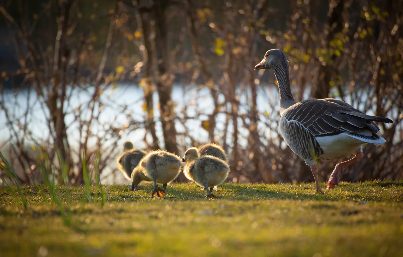 Photo wallpaper look, branches, nature, pose, bird, shore, glade, spring