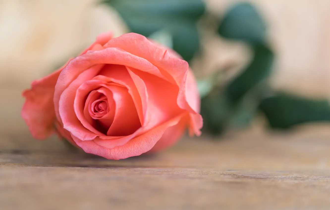 Photo wallpaper flower, roses, Bud, rose, flower, wood, pink, romantic