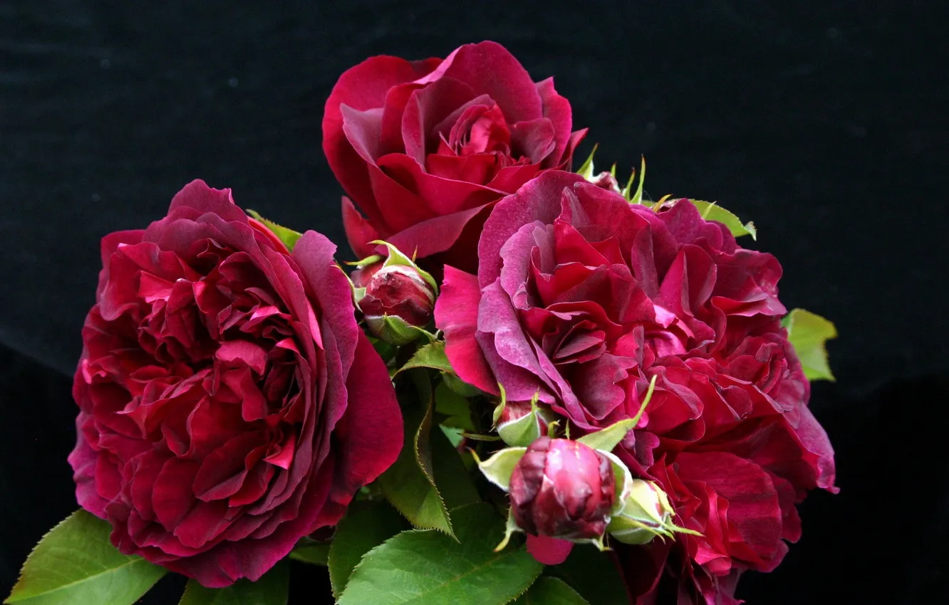 Photo wallpaper flowers, roses, black background, crimson roses
