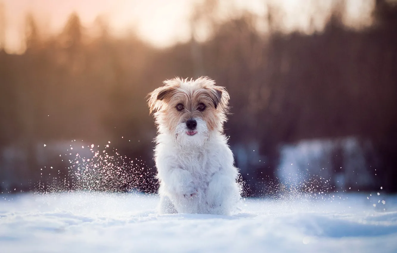 Photo wallpaper snow, running, dog