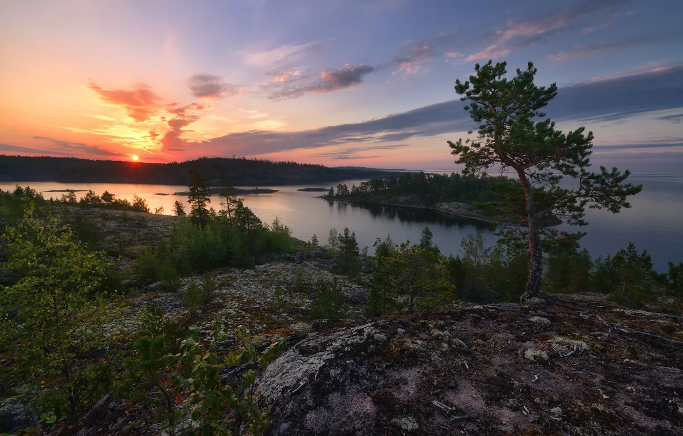 Photo wallpaper sunset, river, shore, pond, pine