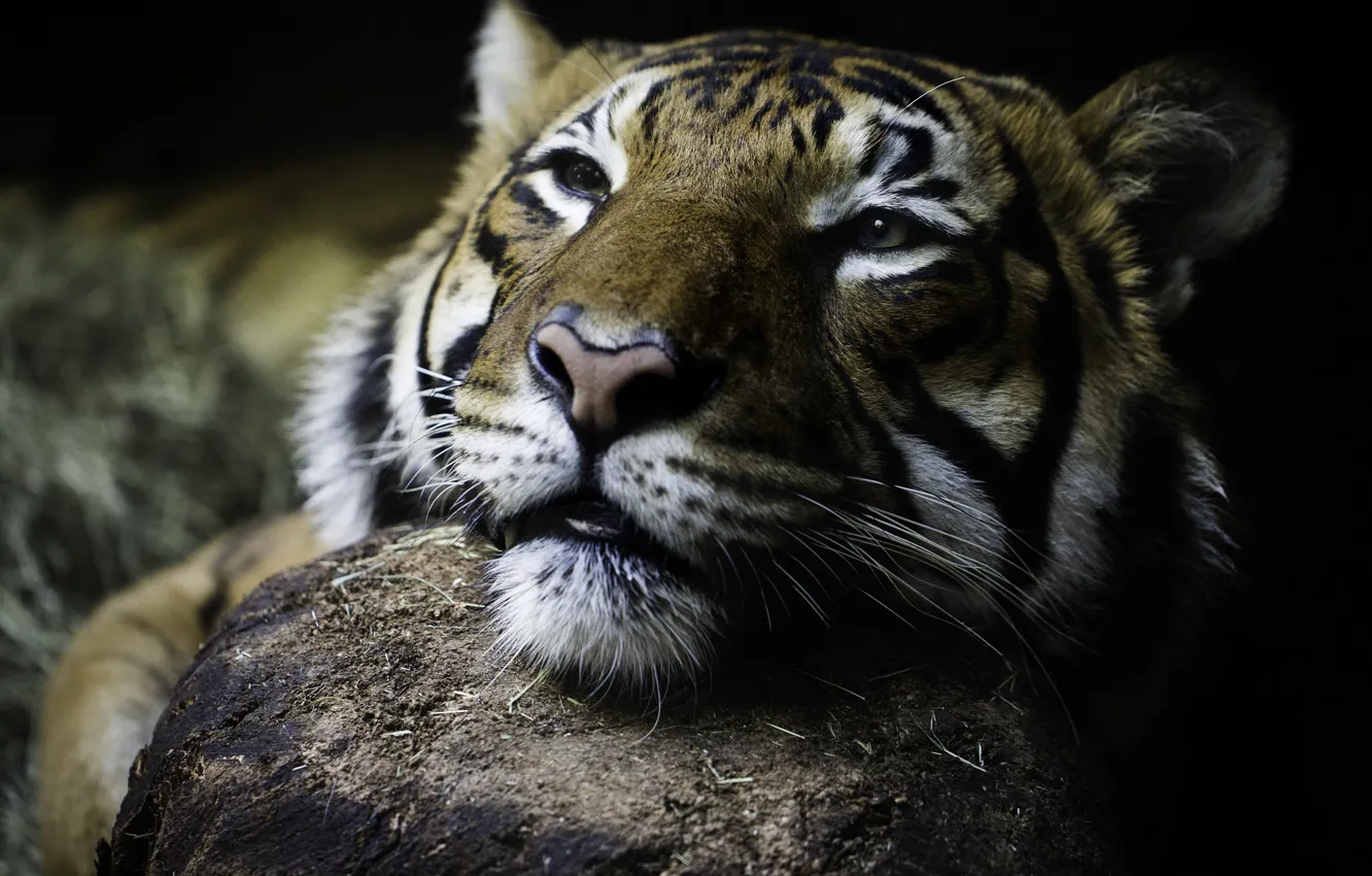 Photo wallpaper face, tiger, wild cat
