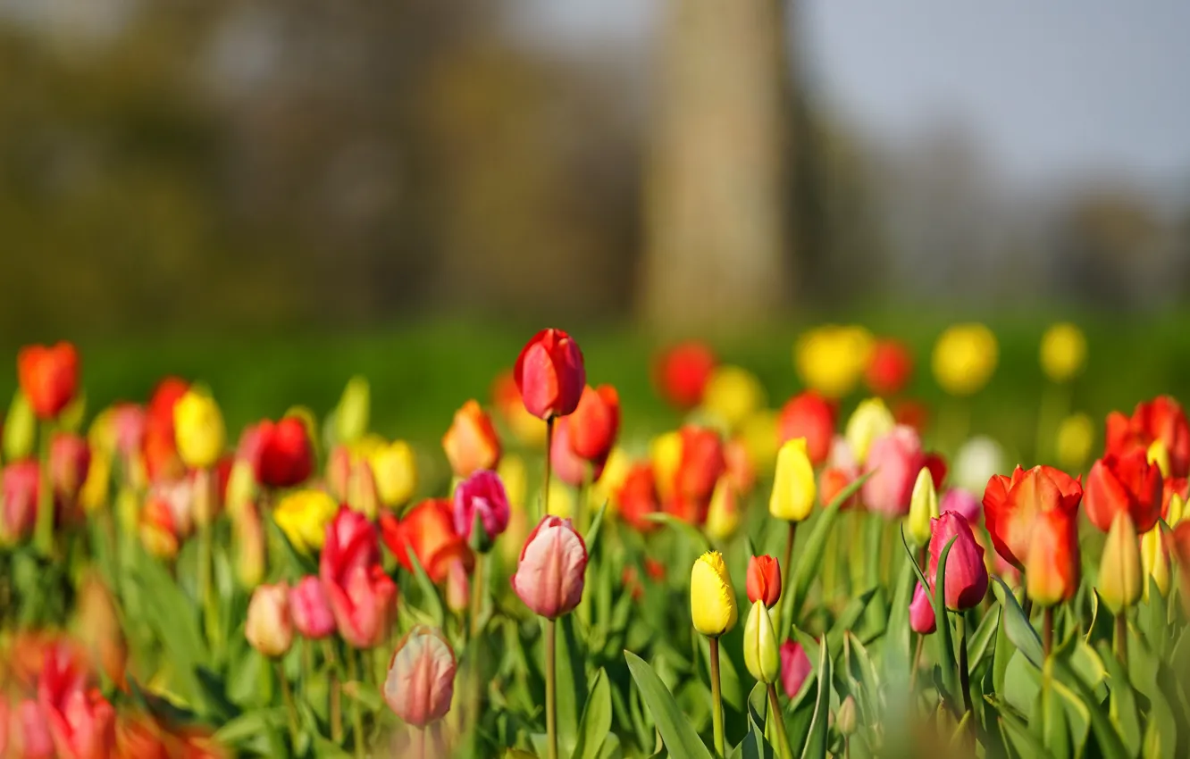 Photo wallpaper tulips, buds, a lot, bokeh