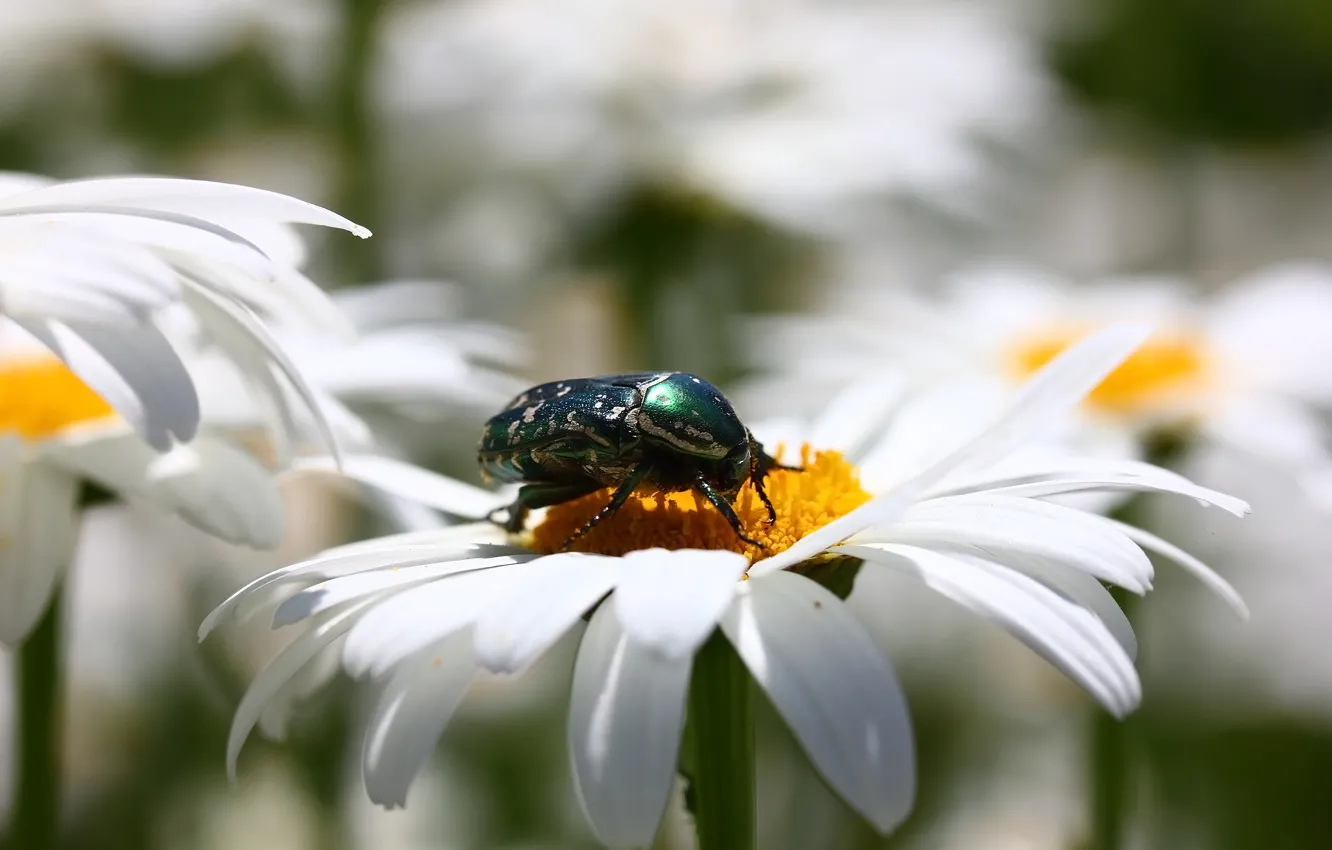 Photo wallpaper flowers, background, chamomile, beetle