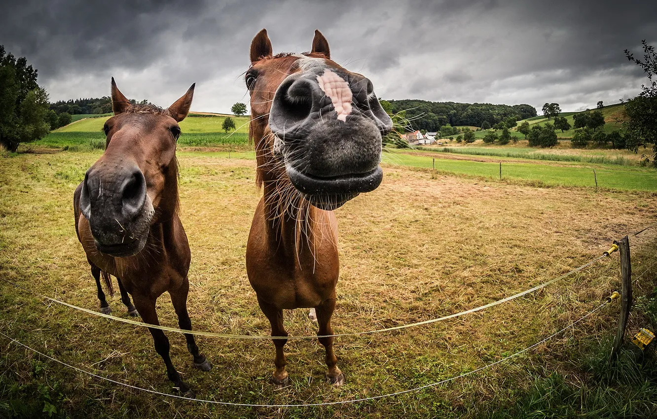Photo wallpaper field, nature, horse