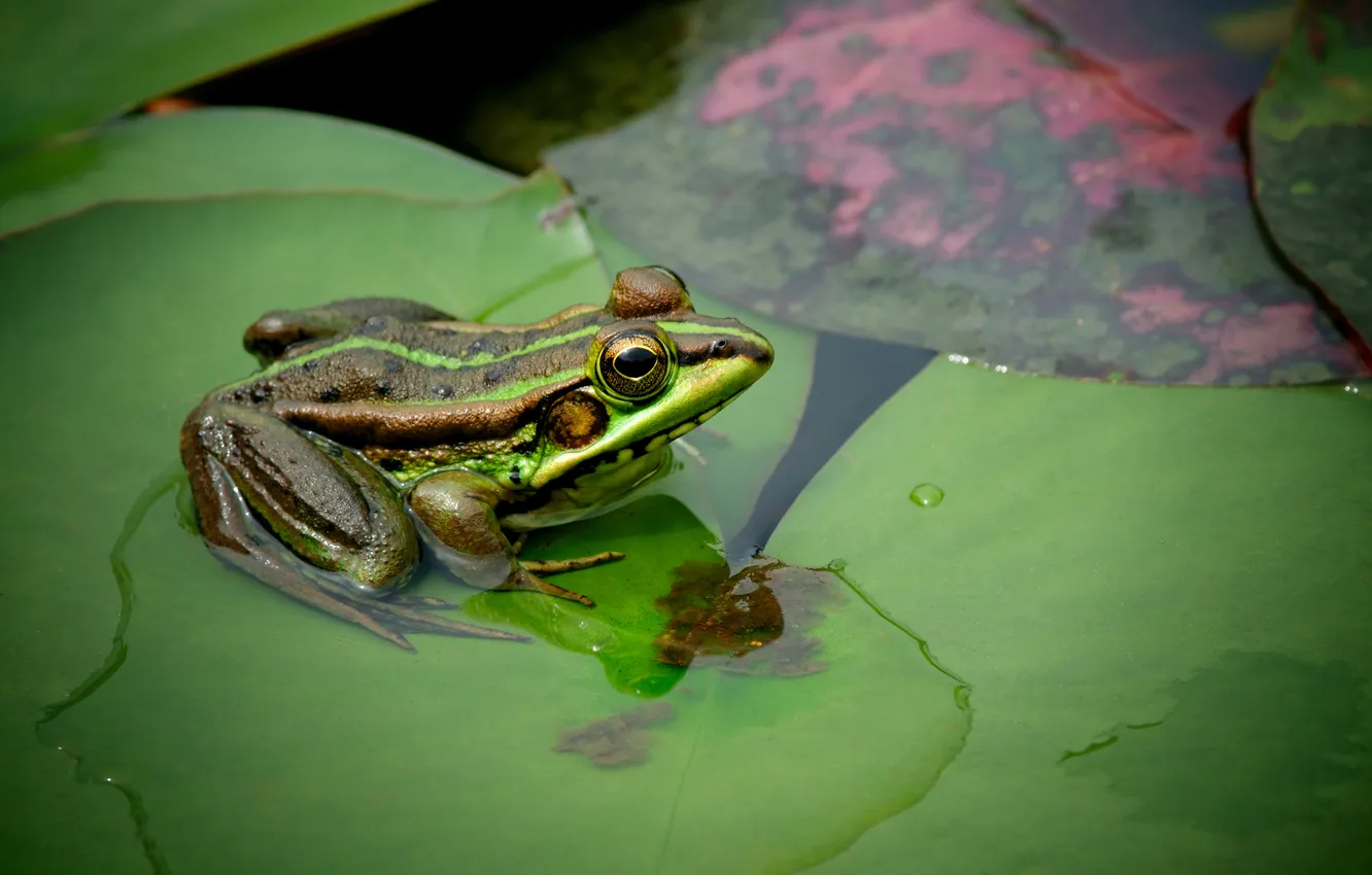 Photo wallpaper eyes, sheet, frog, amphibian