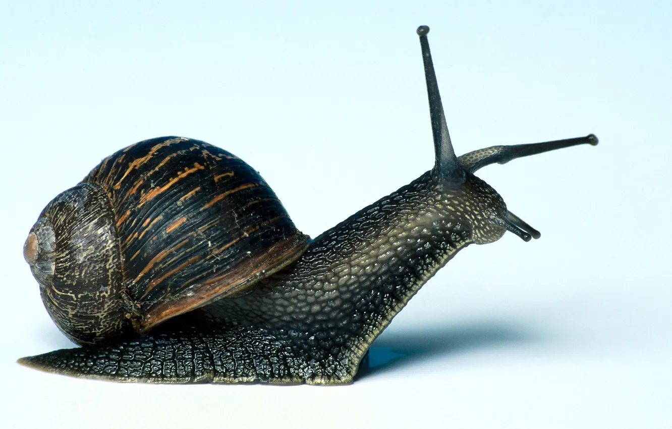 Photo wallpaper snail, plan, large