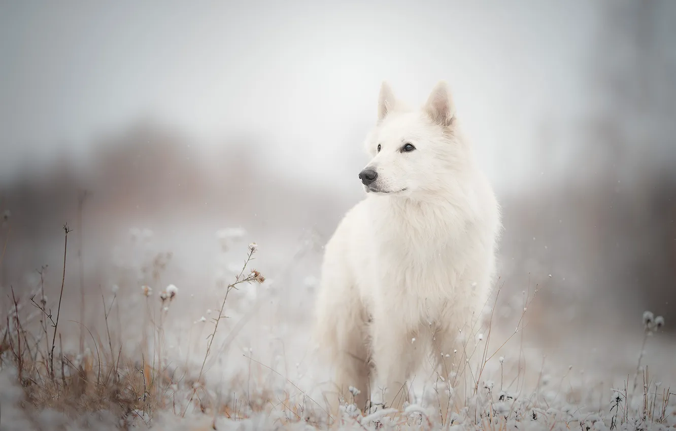 Photo wallpaper grass, snow, dog, The white Swiss shepherd dog