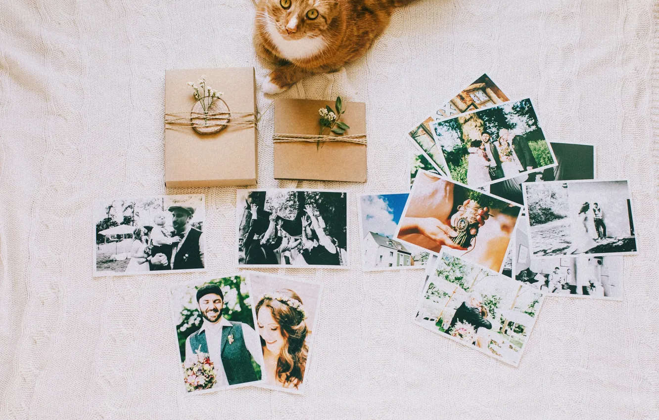 Photo wallpaper love, cat, photos, memories, Pictures