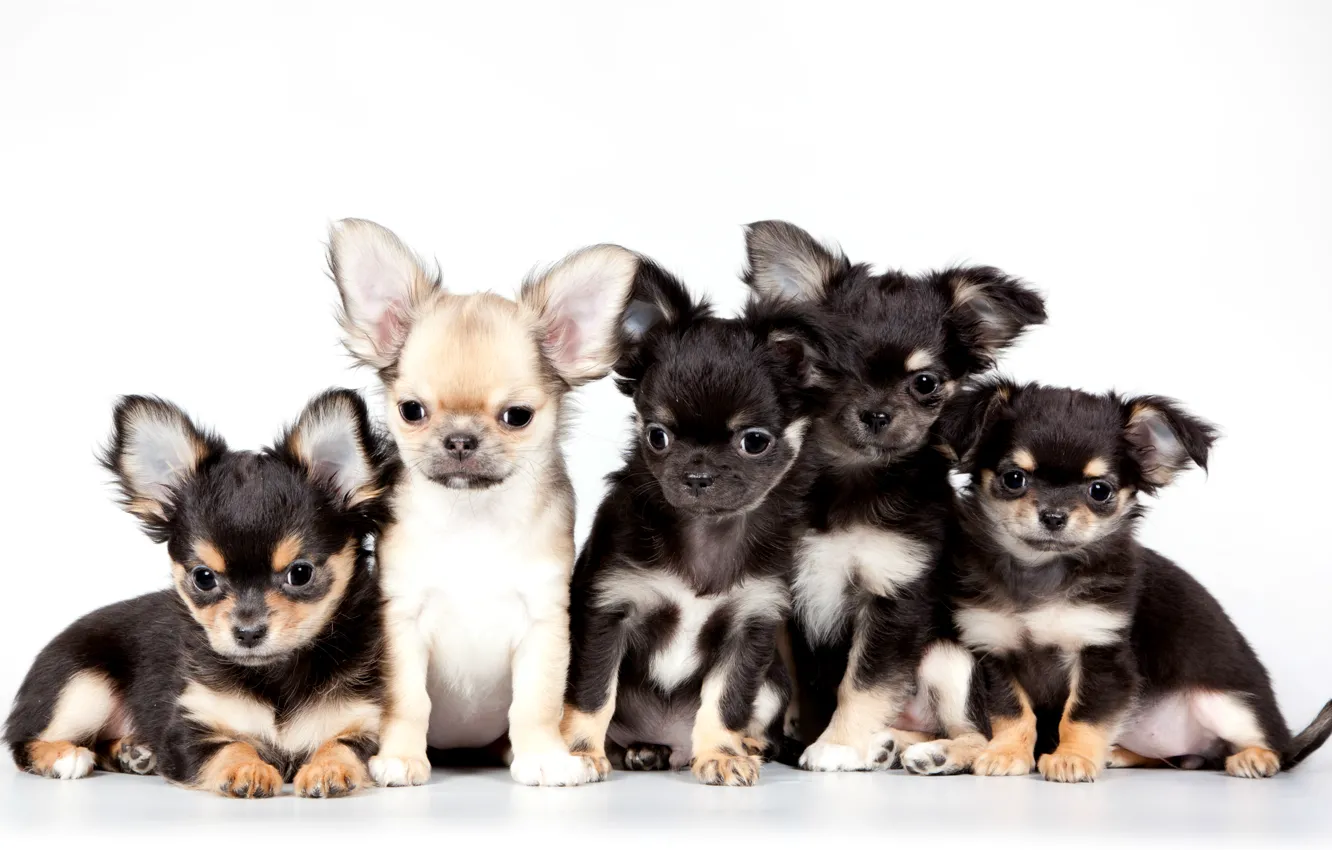 Photo wallpaper puppies, Chihuahua, cute, quintet