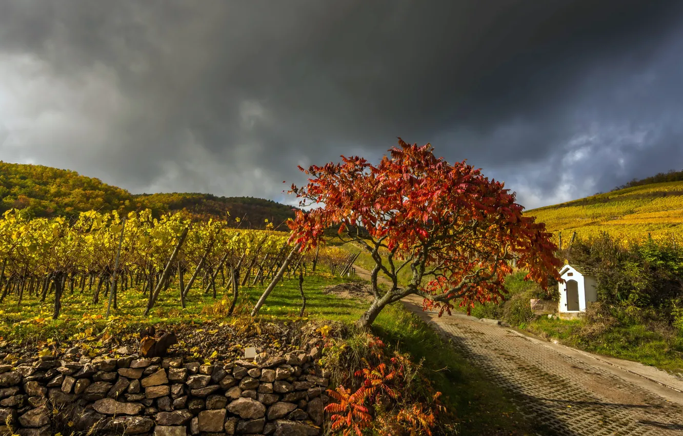 Photo wallpaper road, autumn, vineyard