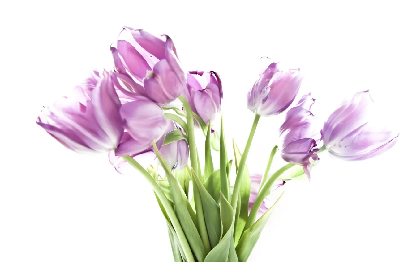 Photo wallpaper flowers, tulips, flowers, tulip
