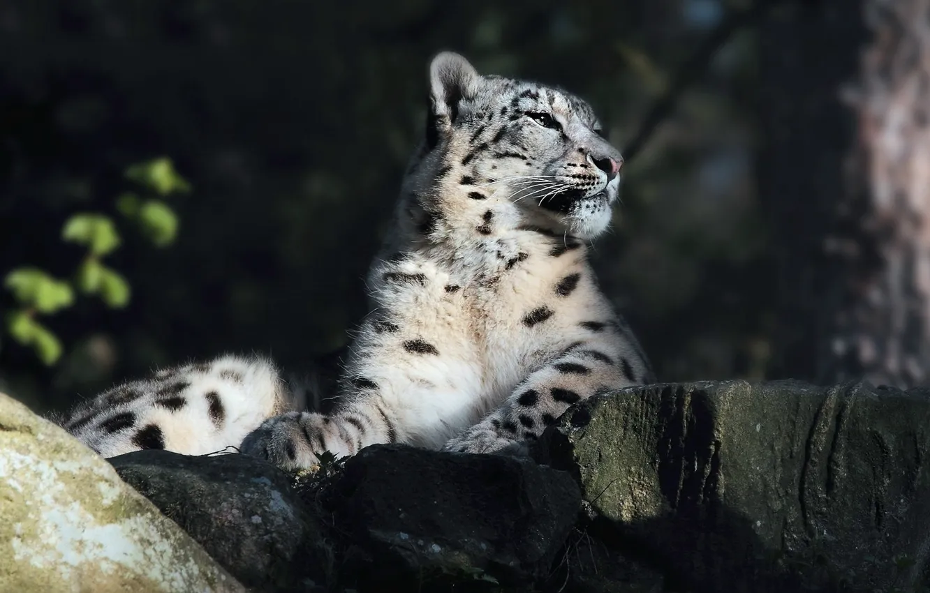 Photo wallpaper light, pose, stones, lies, IRBIS, snow leopard, black background