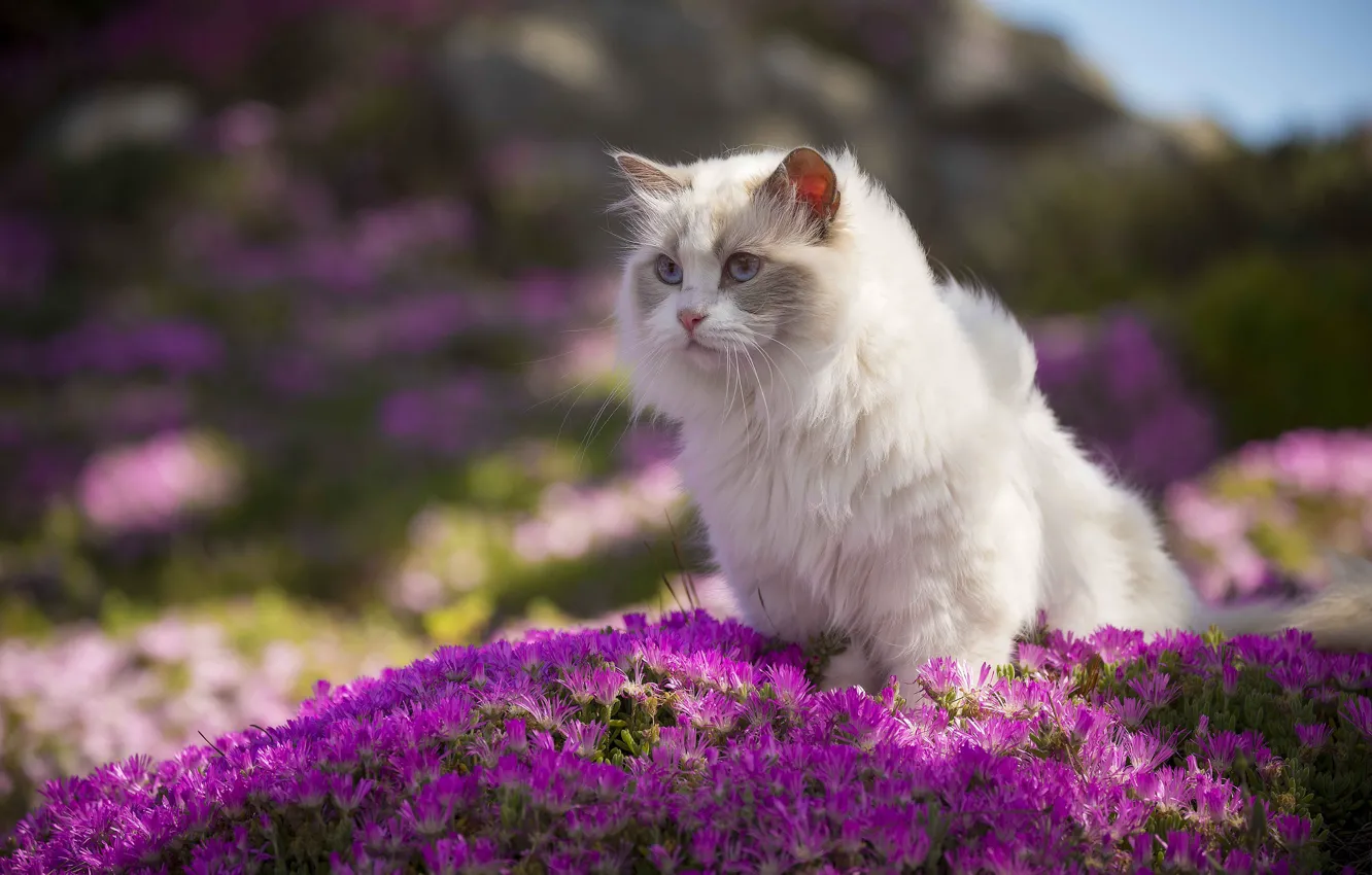 Photo wallpaper cat, cat, look, flowers, nature, background, pink, blue eyes