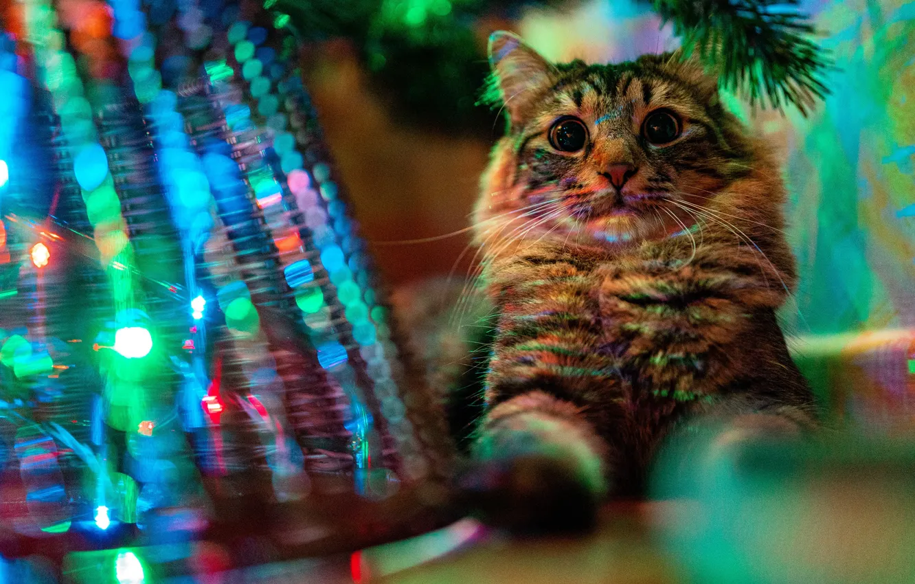 Photo wallpaper garland, tree, pose, look, lies, cat, light, basket