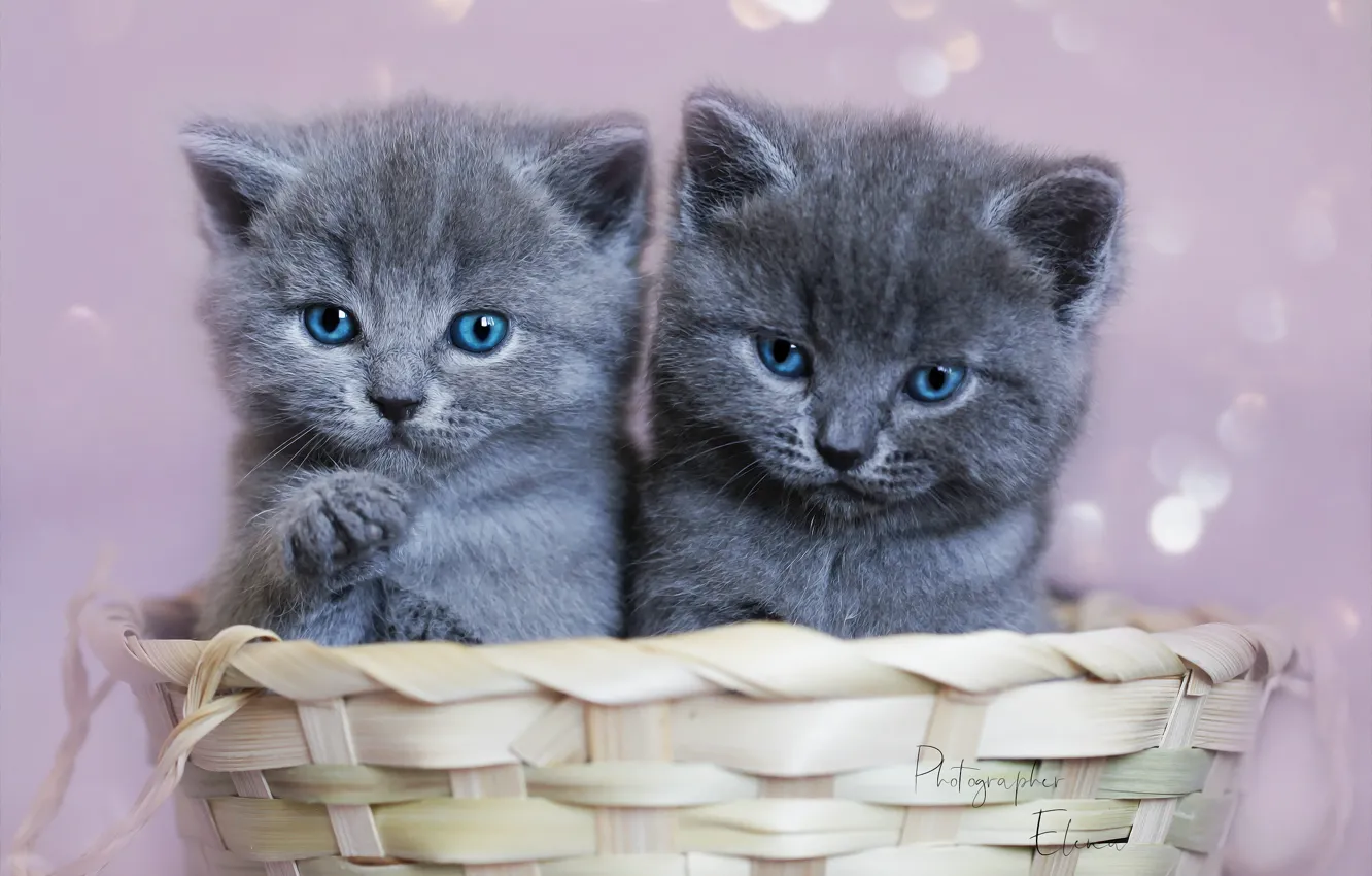 Photo wallpaper look, baby, kitten