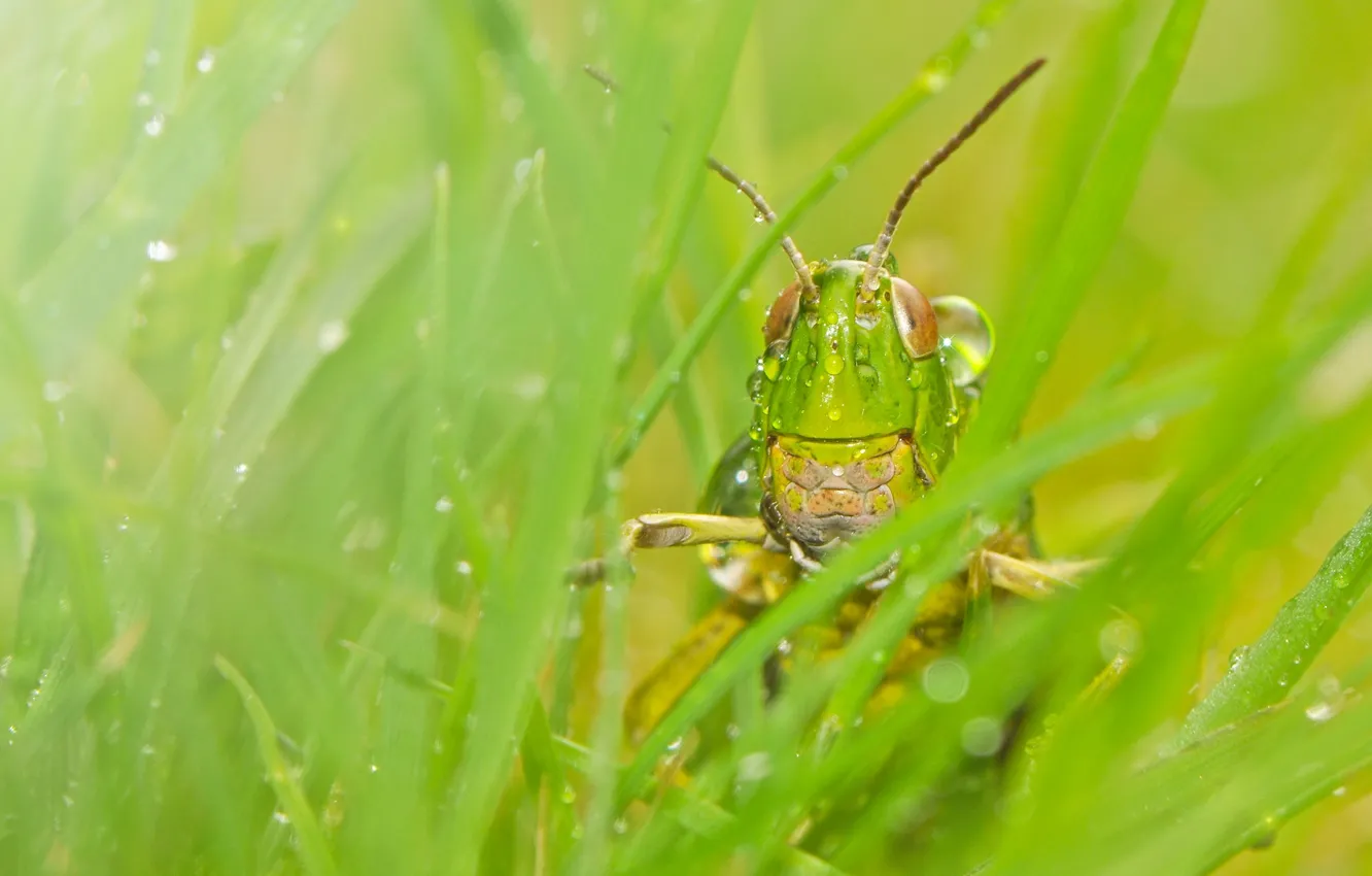 Photo wallpaper grass, macro, Rosa, insect, grasshopper