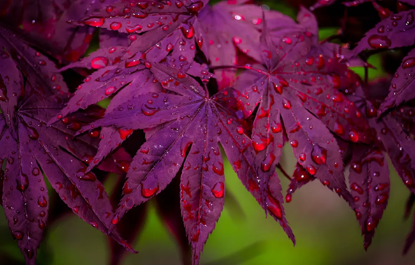 Photo wallpaper leaves, drops, macro, nature, maple, nature, leaves, macro