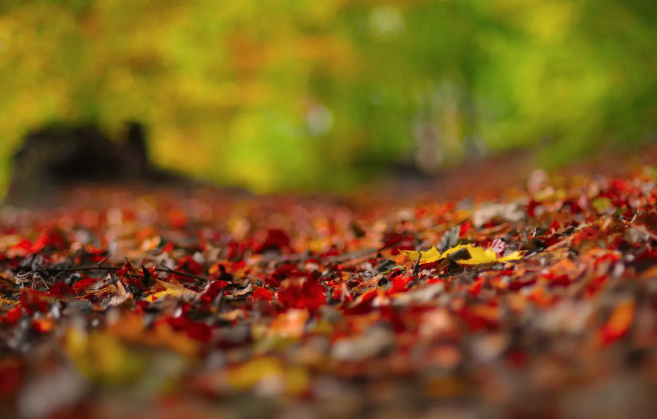 Photo wallpaper autumn, macro, glare, foliage, razmytost