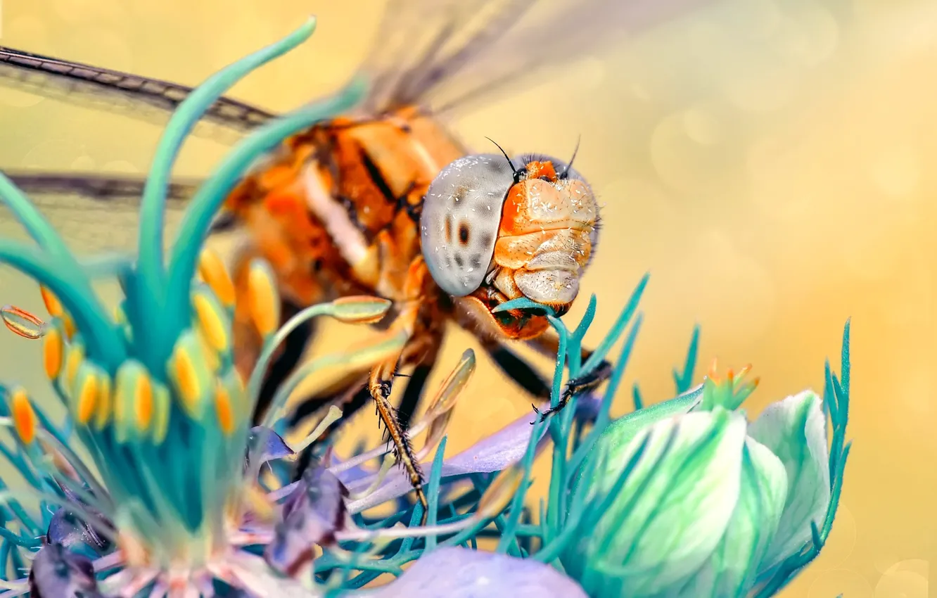Photo wallpaper macro, flowers, dragonfly, insect