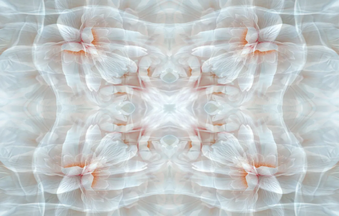 Photo wallpaper white, pink, Fractal, orquid