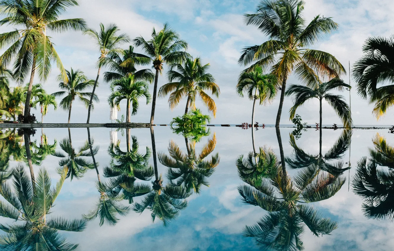 Photo wallpaper palm trees, reflection, retina, photograph