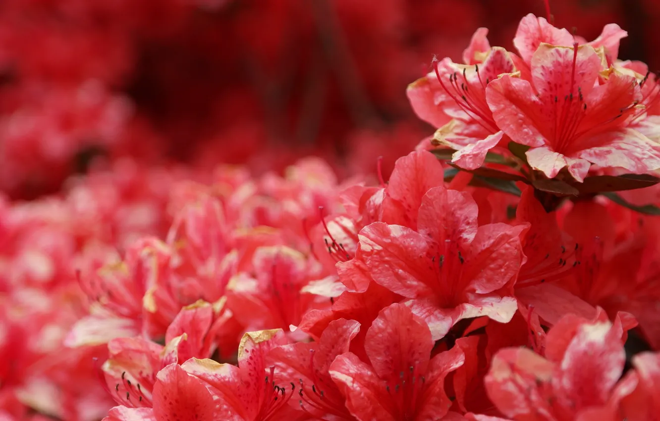 Photo wallpaper flowers, red, nature, background, petals, stamens, al, inflorescence