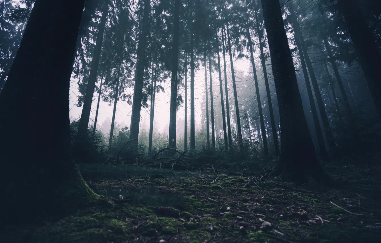 Photo wallpaper forest, trees, nature