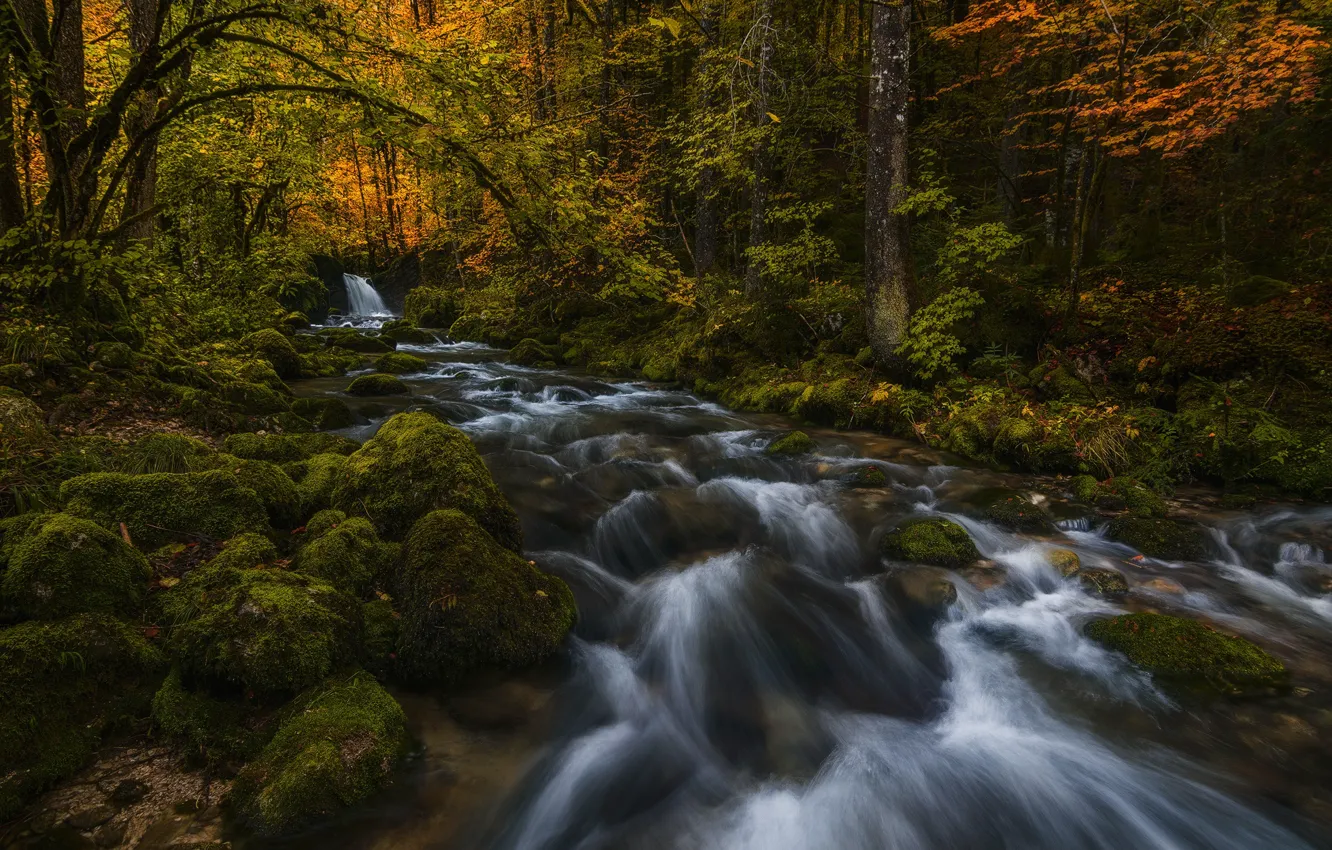 Photo wallpaper autumn, forest, nature, river, stones, moss, stream