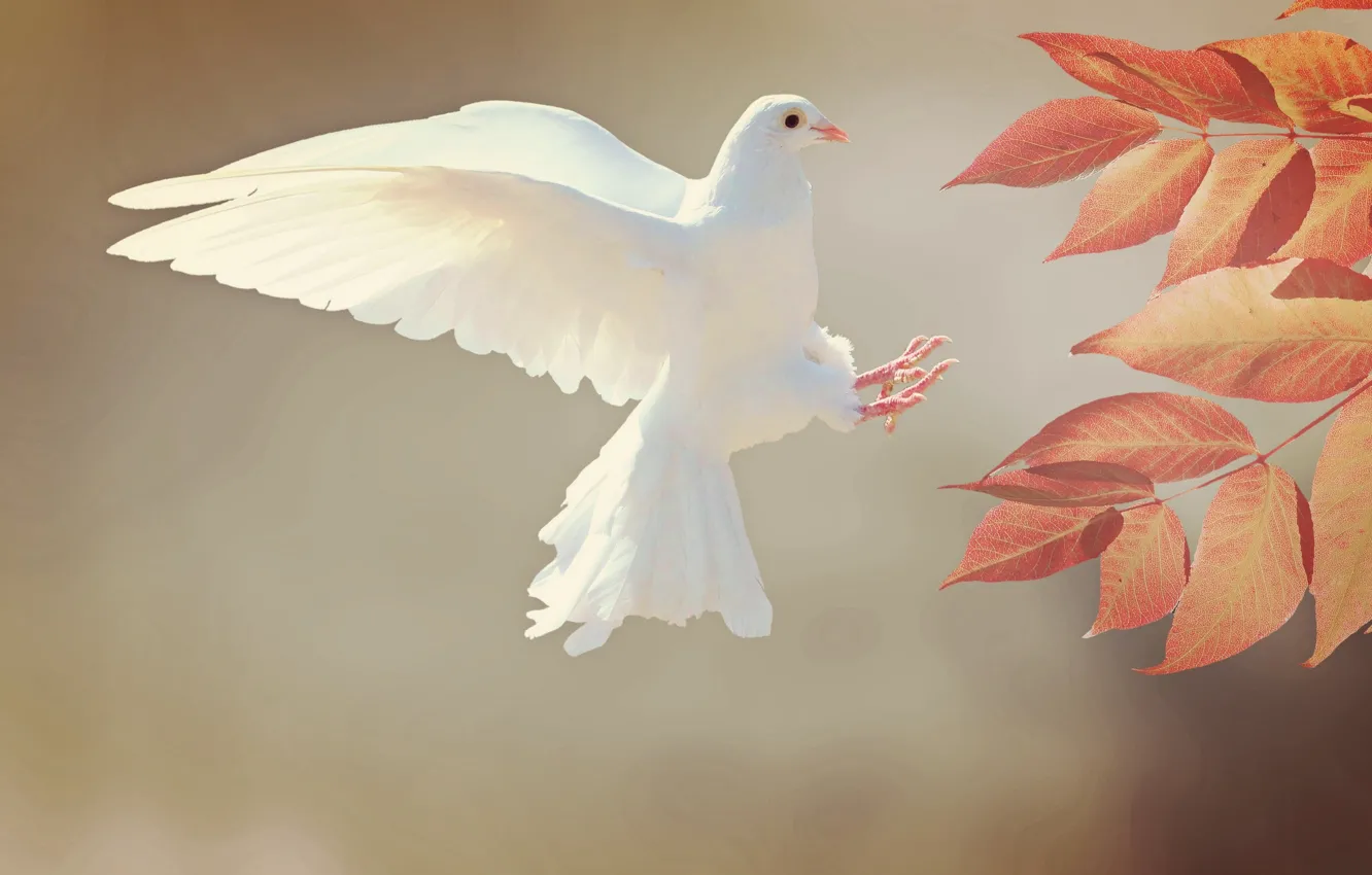 Photo wallpaper white, leaves, bird, pigeons