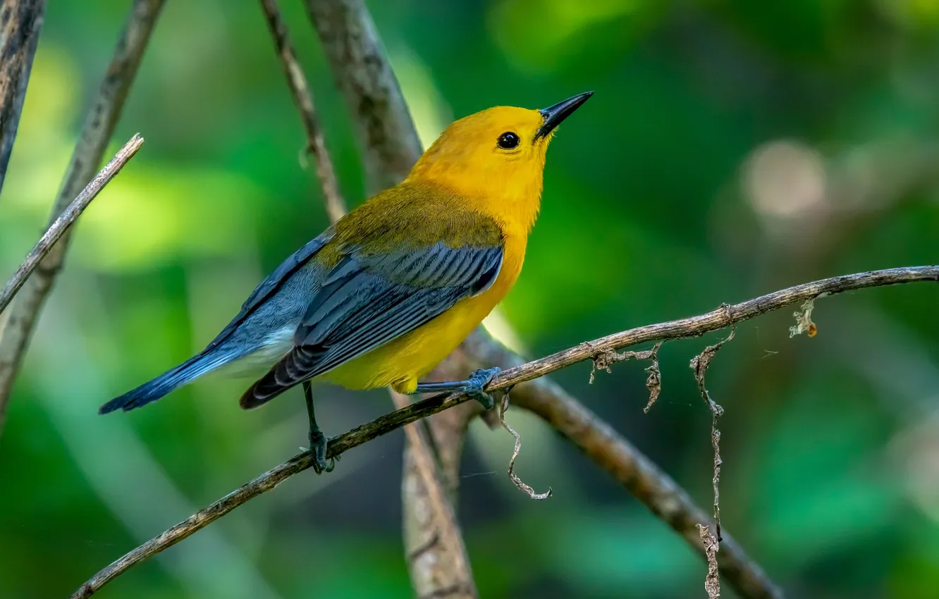 Photo wallpaper branches, microsemi, bird, beautiful, bright color