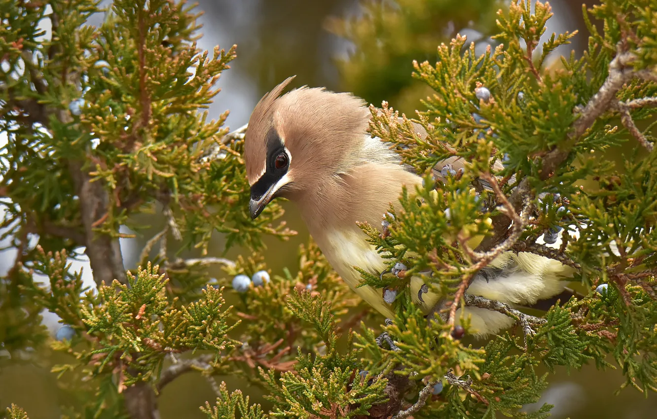 Photo wallpaper branches, needles, bird, the Waxwing, juniper