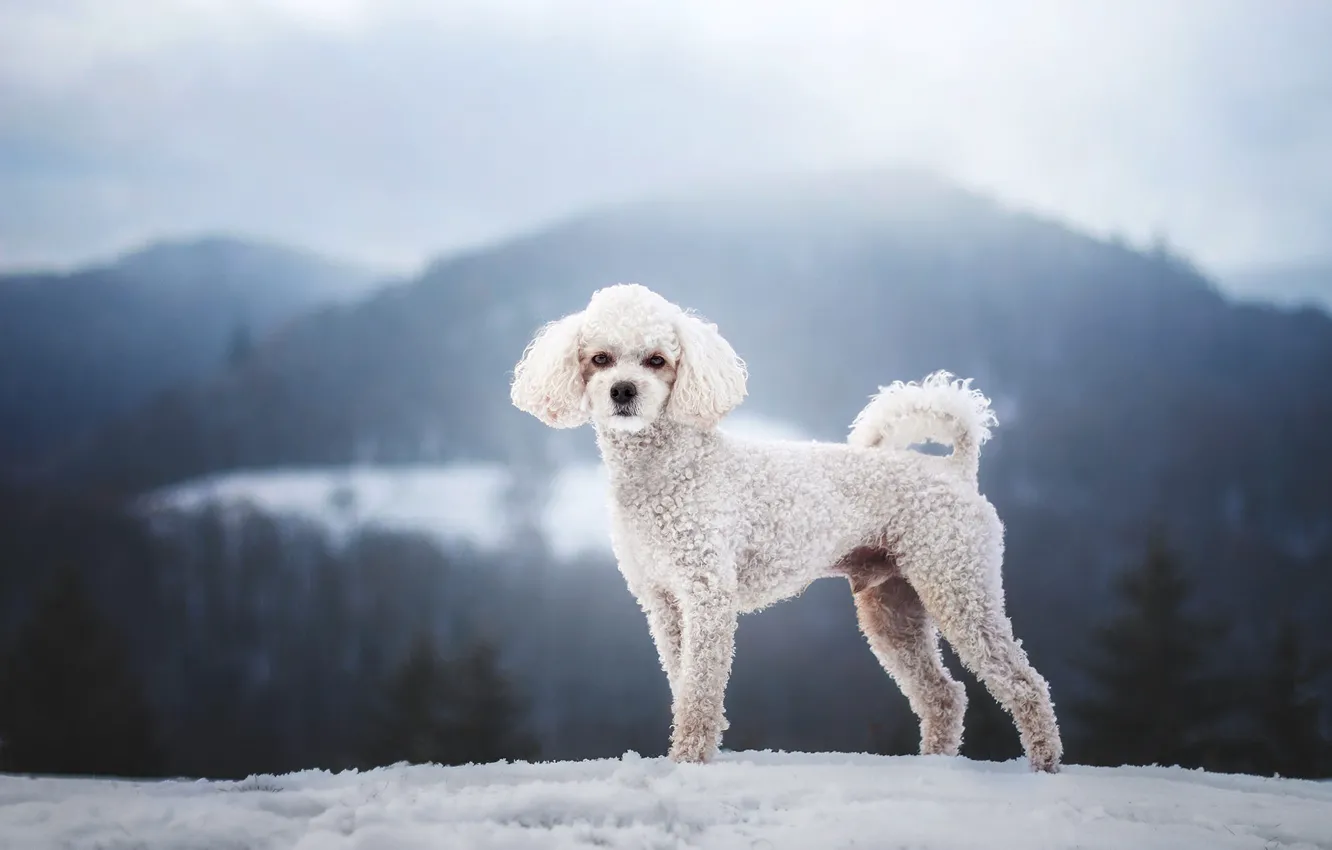 Photo wallpaper winter, white, snow, mountains, fog, dog, poodle