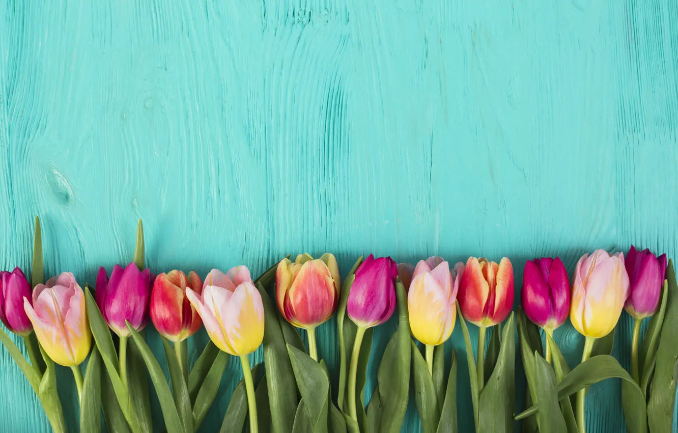 Photo wallpaper flowers, colorful, tulips, pink, pink, flowers, tulips, spring