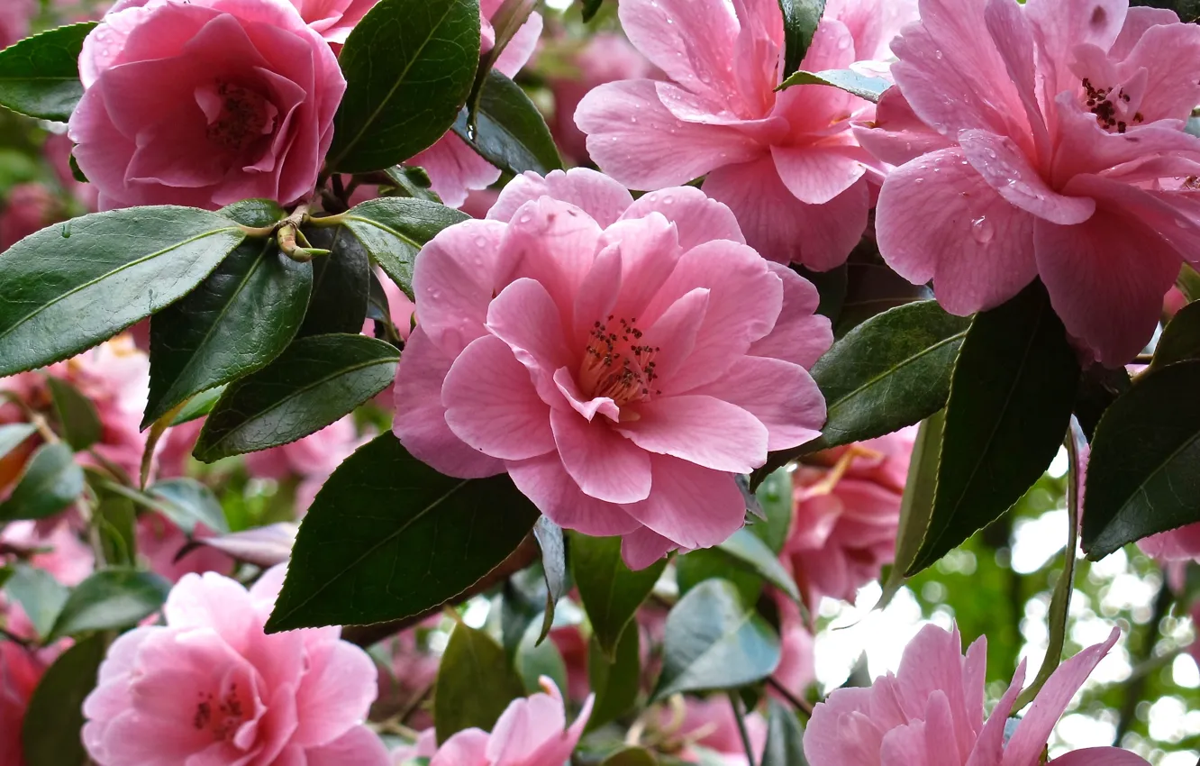 Photo wallpaper flowers, pink, Camellia