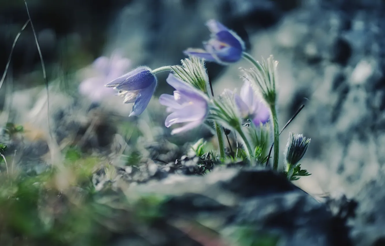Photo wallpaper flowers, nature, spring, sleep-grass, cross