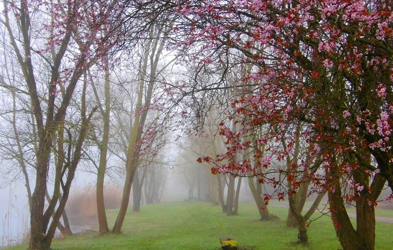 Photo wallpaper fog, Park, Spring, flowering, trees, park, fog, spring