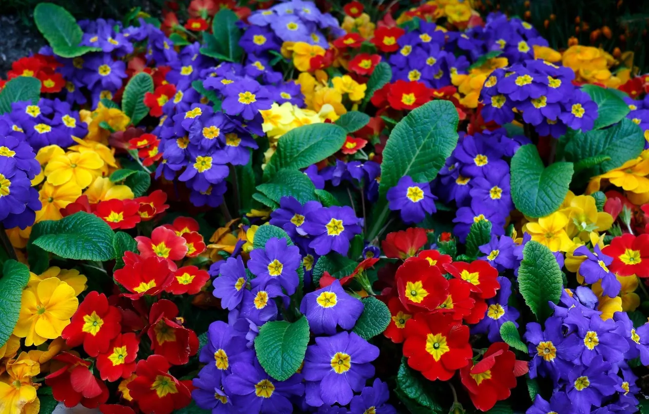 Photo wallpaper flowers, spring, Primula, colorful primroses
