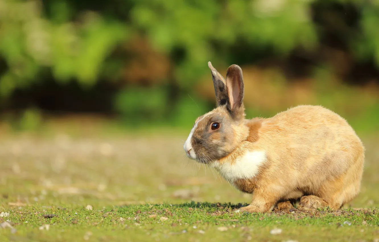 Photo wallpaper glade, hare, rabbit, bokeh