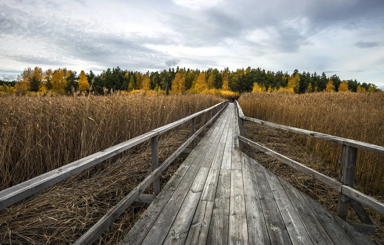 Photo wallpaper landscape, bridge, swamp