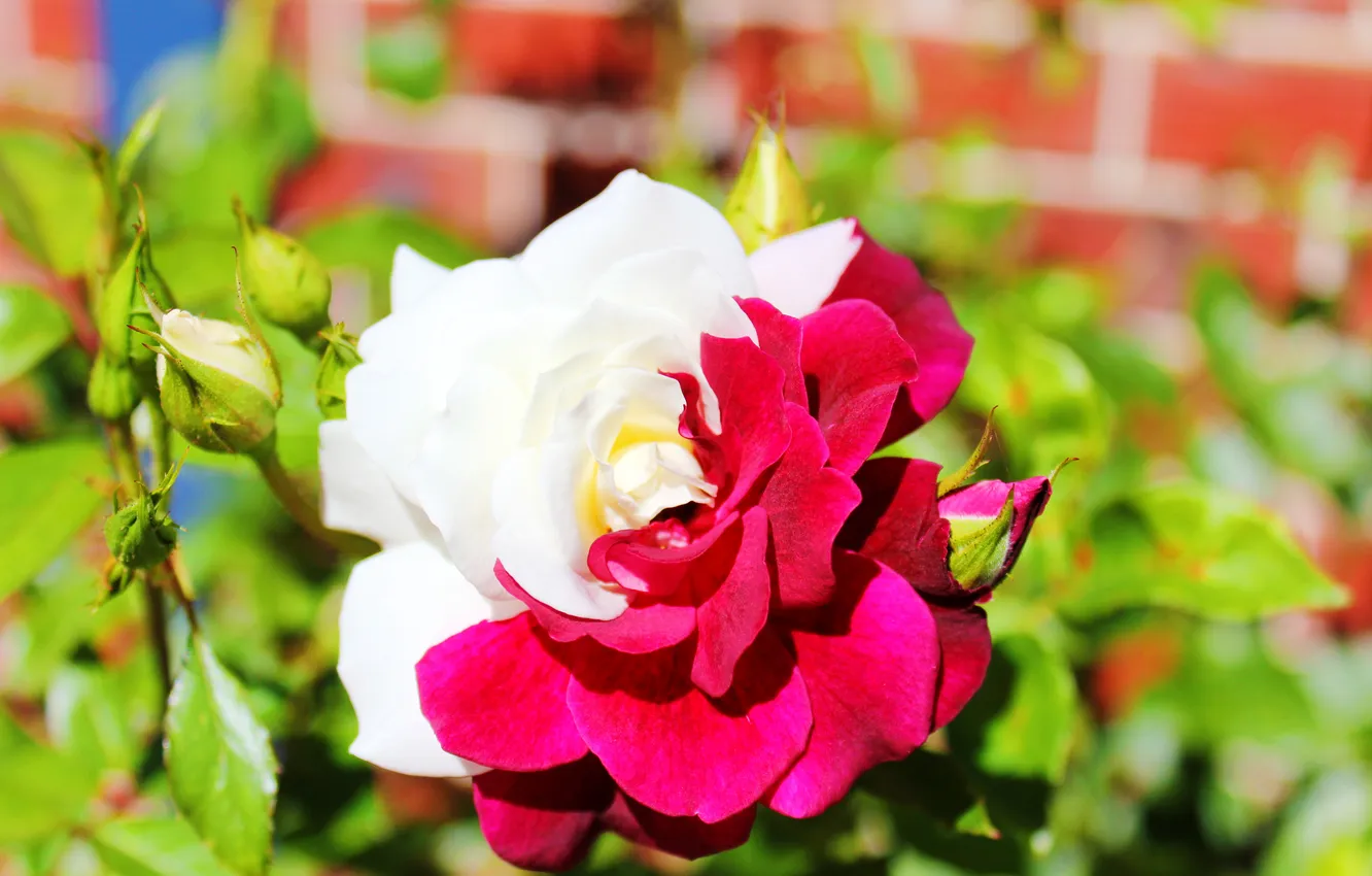 Photo wallpaper white, red, roses